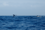 Whale watching Azores